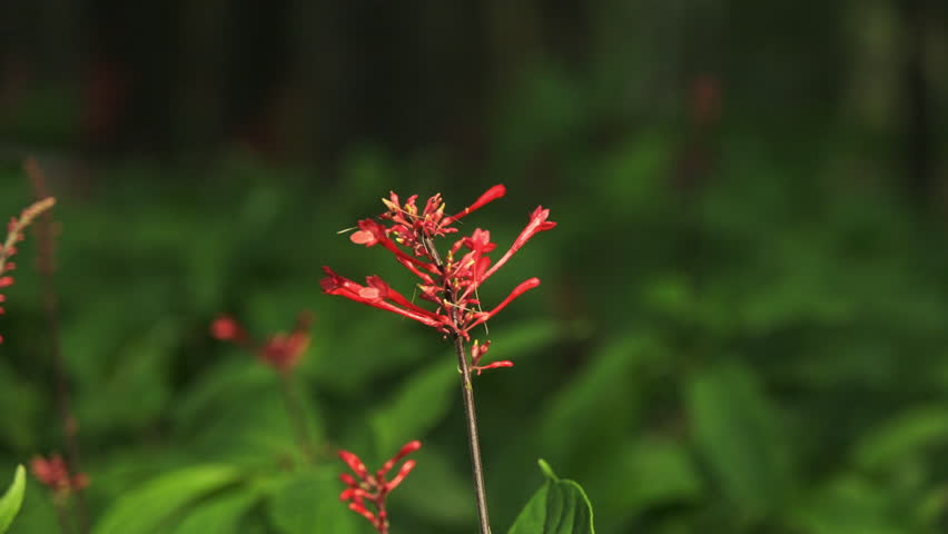 A Cinematic Close-Up of a Small Red Flower in a Park on a Mid-Afternoon, with Flying Ants Crawling on Its Petals (ProRes)