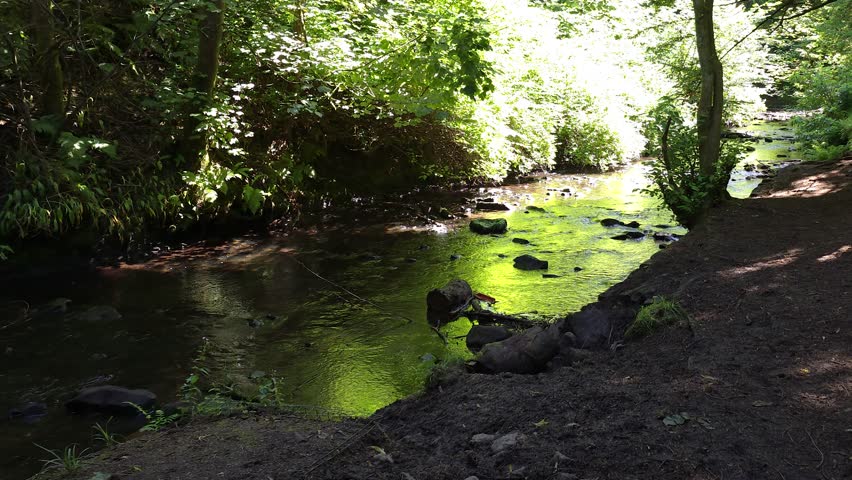 The Auldhouse Burn is a river that flows through Rouken Glen Park, Scotland, UK. creating a wild, forested glen with paths, a double waterfall, a network of Glen Walks. Water was used to power mills. 