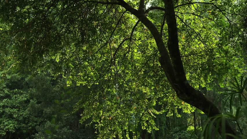 A Cinematic Still of a Park Tree in the Mid-Afternoon, Where Slanted Sunlight Illuminates the Translucent Leaves, Captured with Stunning Clarity (ProRes)