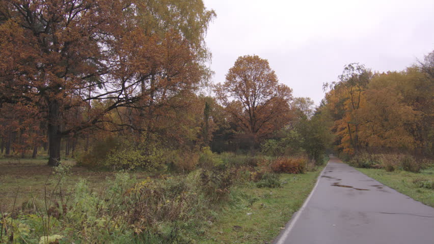 Beautiful fall nature, public park in autumn time, fallen leaves on the ground, yellow trees