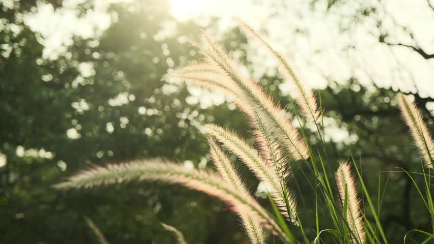A Cinematic Backlit Macro Shot of Reed Grass in a Park in the Mid-Afternoon, Captured with Ethereal and Beautiful Light (ProRes)