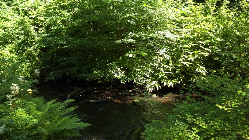 The Auldhouse Burn is a river that flows through Rouken Glen Park, Scotland, UK. creating a wild, forested glen with paths, a double waterfall, a network of Glen Walks. Water was used to power mills. 