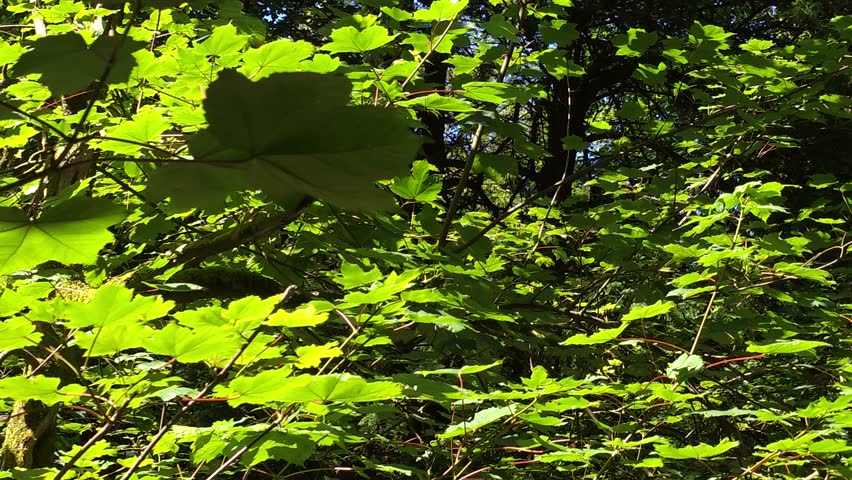 The Auldhouse Burn is a river that flows through Rouken Glen Park, Scotland, UK. creating a wild, forested glen with paths, a double waterfall, a network of Glen Walks. Water was used to power mills. 