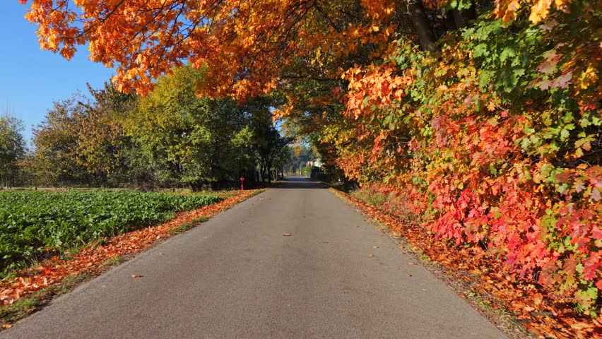 Cinematic FPV drone flight along countryside road surrounded by vibrant autumn trees with red, yellow, and orange foliage under clear blue sky.