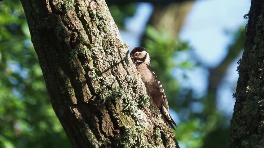 Great spotted woodpecker bird taking a sun bath on oak branch, Dendrocopos major
