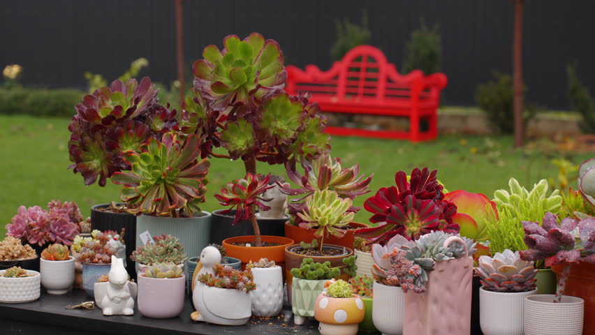 Large and small succulents in different beautiful pots, after the rain