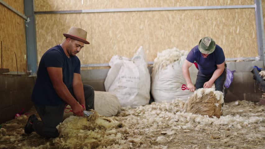 Two skilled male shearers working together, manually shearing sheep for wool production inside a rural farm building with big bags of fleece