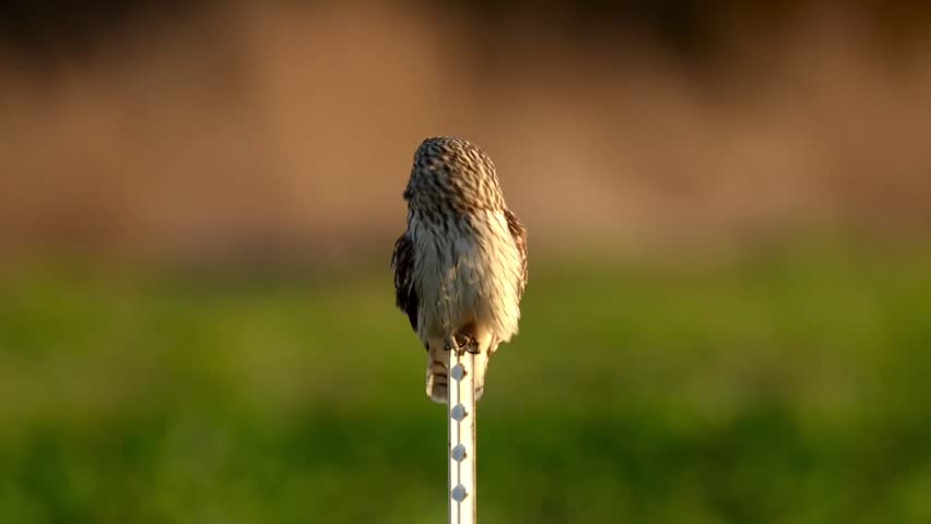 A short-eared owl in evening light perched on a post watching other birds pass by