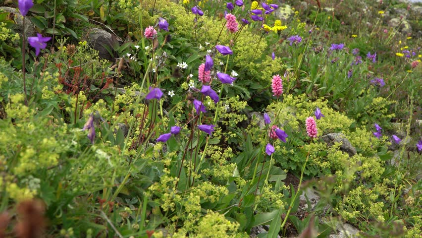 Vibrant close-up of purple and pink wildflowers blooming in a sunny alpine mountain meadow. Beautiful, lush summer flora and natural detail.