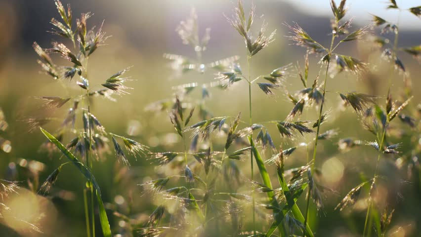 Close-up of wild grass and seed heads swaying gently in a meadow with beautiful sun flares and golden light during sunset or sunrise