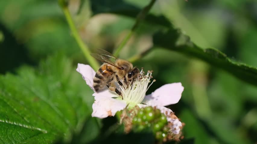 Close-up macro of a honey bee moving actively on a light pink blackberry flower, covered in gold pollen dust, with small green fruit buds visible below the blossom.