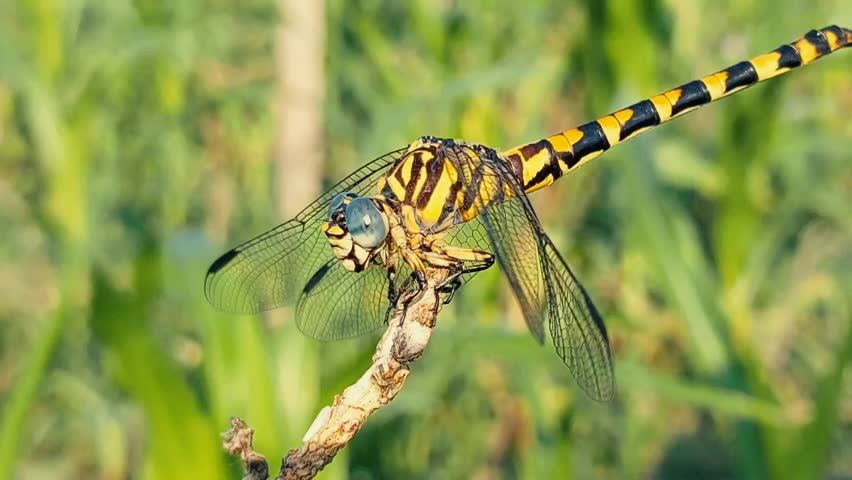 Yellow dragonfly perched on a branch from close range