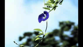 Admire the delicate beauty of a single blue butterfly pea flower blooming on a slender vine, set against a clear blue sky. This peaceful scene highlights the elegance and simplicity of nature, perfect - Powered by Shutterstock - Get 15% off with code: PIKWIZARD15
