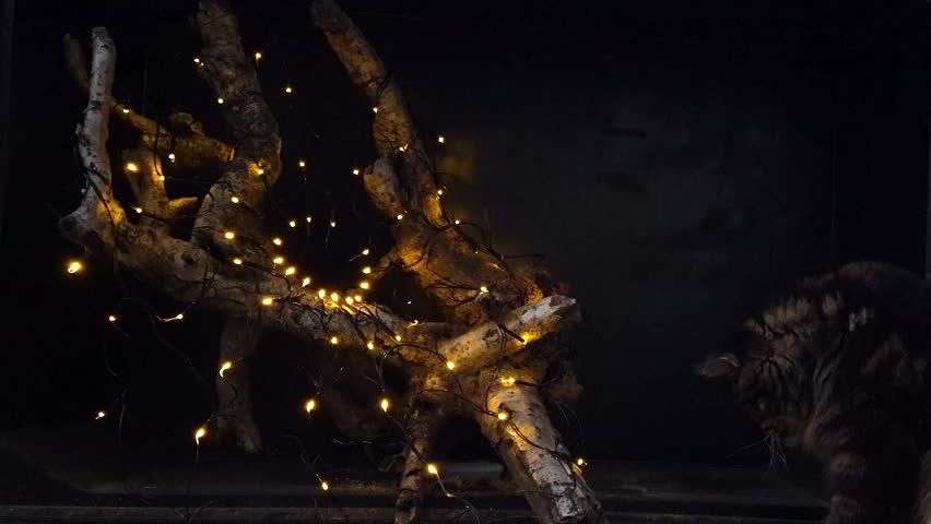 Maine Coon and a Halloween still life with a pumpkin