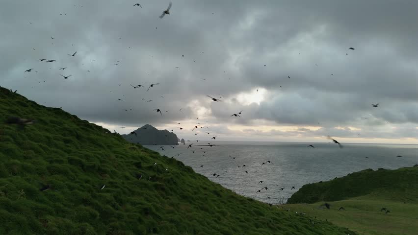 Flock of Puffins in Flight by the Sea Cliffs of Iceland