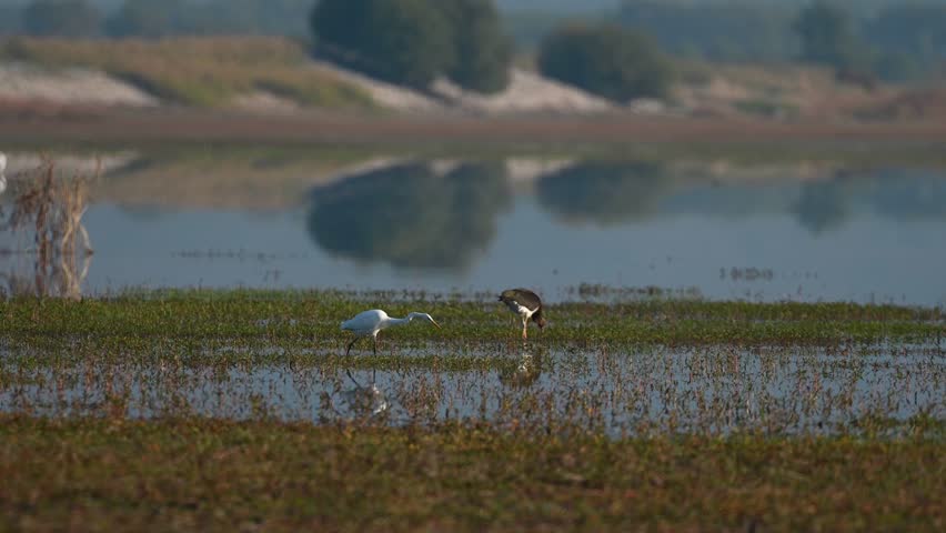 A Great Egret and a Black Stork feeding among shallow water and green grass in a marsh.