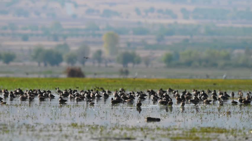 A flock of ducks resting in a large wetland area takes off with a loud noise and begins to fly. Wildlife, bird migration.