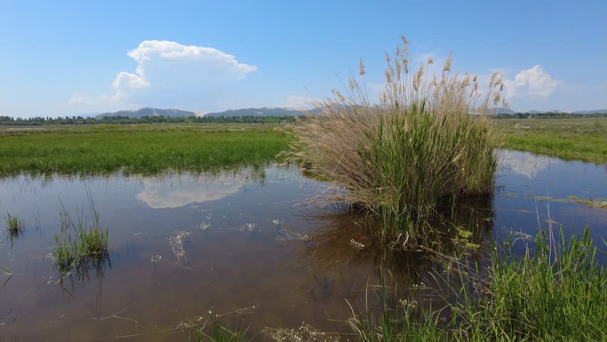 A wide wetland landscape: Green grasses, reeds, pools of water, reflecting white clouds, and a blue sky.	