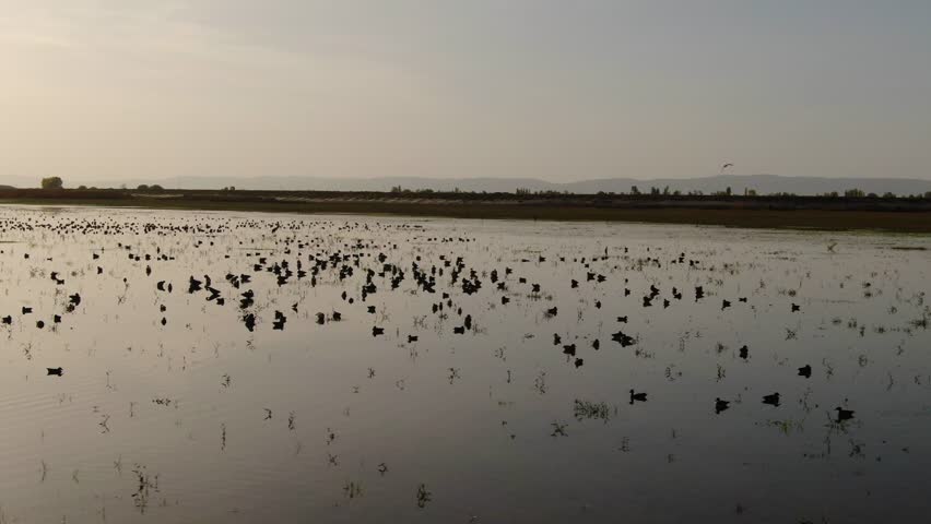 At sunset, the silhouette of a large flock of ducks and water birds floating with their reflections on a vast wetland, captured by drone. Işıklı Lake, Denizli, Turkey.