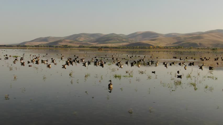 A drone view of a large flock of ducks and other water birds floating on a shallow lake at sunrise, reflected in the water against a backdrop of mountains. Işıklı Lake, Denizli, Turkey.