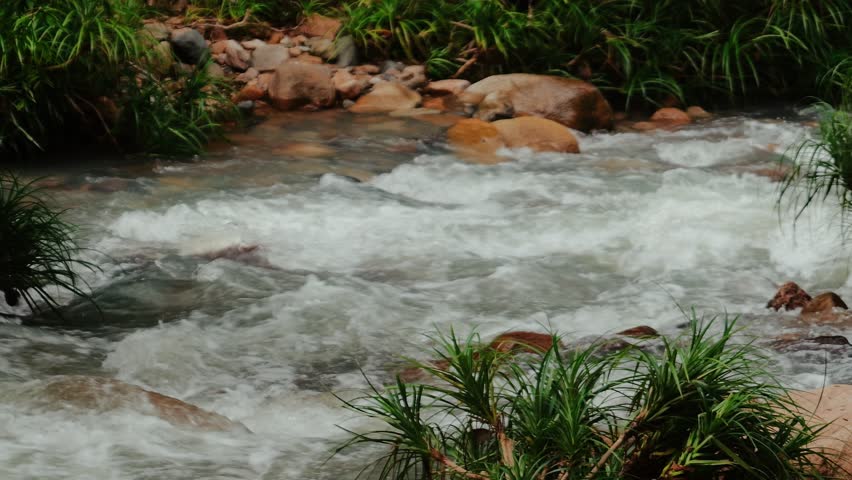 Rushing river water with foamy white rapids cascading over smooth stones and surrounded by vibrant green plants