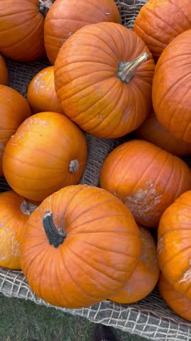 A pile of orange pumpkins stored in a wooden crate 