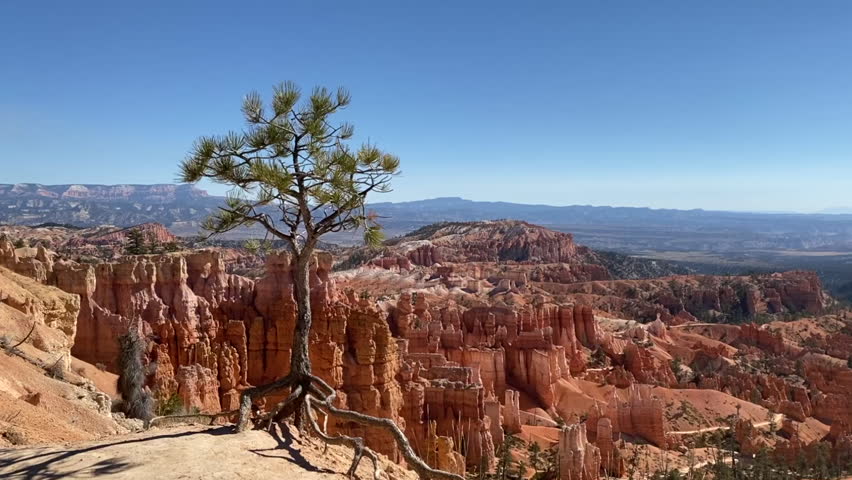 Bryce Canyon National Park in Utah. Hoodoos in giant natural amphitheaters along Paunsaugunt Plateau. Tree with exposed roots along Rim Trail.