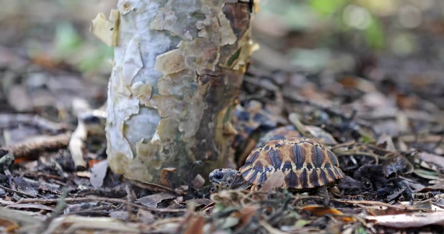 The critically endangered Spider Tortoise (Pyxis arachnoides arachnoides), native to the dry forests and coastal dunes of southwestern Madagascar, moving slowly across the sandy ground under natural l