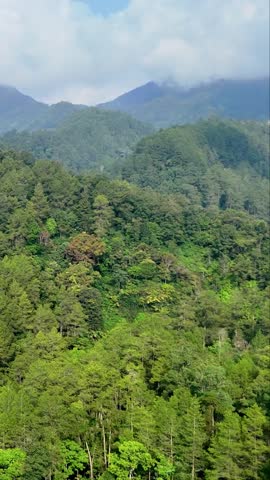mountain landscape with trees and clouds. forest in the mountains. green forest in the mountains. vertical video