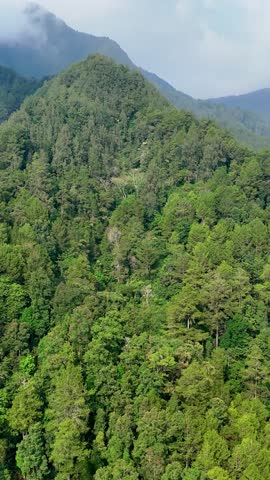 mountain landscape with trees and clouds. forest in the mountains. green forest in the mountains. vertical video