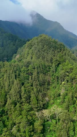 mountain landscape with trees and clouds. forest in the mountains. green forest in the mountains. vertical video