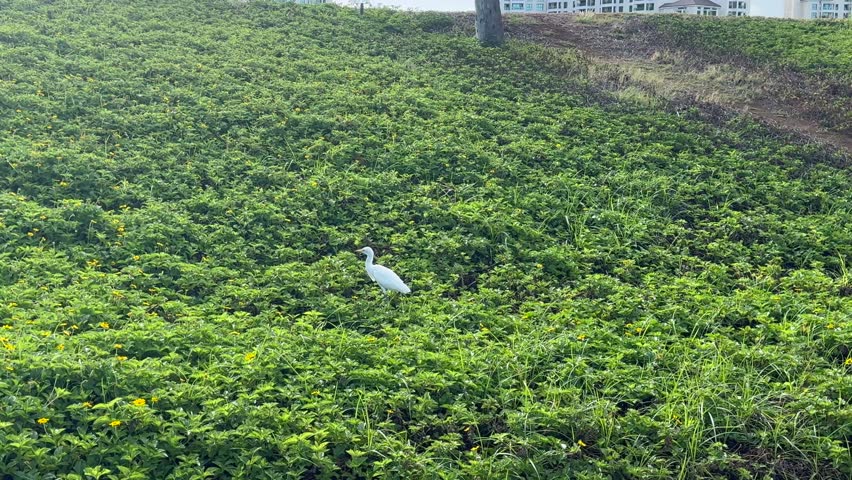 Snowy egret on west Oahu, Hawaii