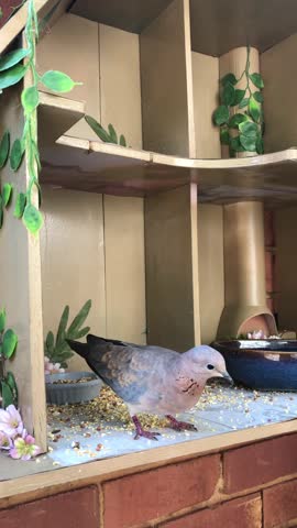 Two doves fighting in a custom birdhouse in a residential area.