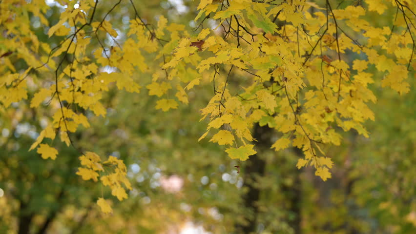 Golden maple leaves in autumn forest