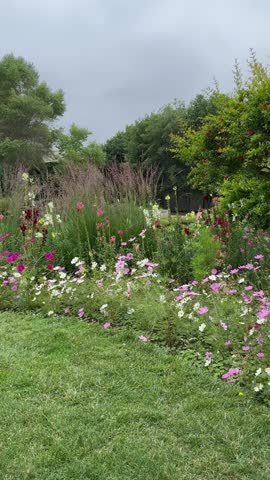Lush Botanical Garden Landscape With Tall Trees, Colorful Flowering Perennials, and Green Lawn Under Overcast Sky, Featuring Pink and White Cosmos, Snapdragons, and Climbing Vines on Trellises