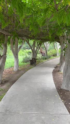 Curved Garden Path With Overhead Tree Canopy and Intertwined Branches Creating a Natural Tunnel of Green Foliage Along a Grey Concrete Walkway in a Shaded Botanical Park Landscape
