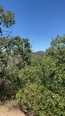 Southern California Mountain Landscape with Oak and Pine Trees under Clear Blue Sky, Peaceful Natural Scene with Green Foliage, Rugged Hills, and Bright Midday Sunlight in Serene Chaparral Environment