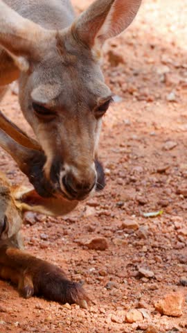 Red kangaroo helps joey exit pouch on dry, sunlit outback terrain, close-up perspective