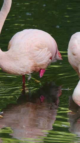 Two greater flamingos feed with curved necks in calm wetland water, soft natural daylight