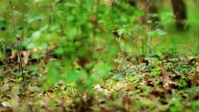 Slow handheld camera movement through autumn forest floor in Bulgaria, passing dry leaves and grass to reveal three Coprinopsis picacea mushrooms among oak leaves. - Powered by Shutterstock - Get 15% off with code: PIKWIZARD15