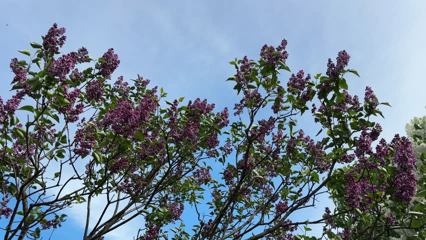 Lilac blooming shrub in the spring garden.