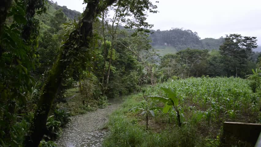 The jungle of Palenque in Mexico