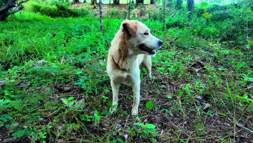 K footage of a small gray dog standing on a natural rural road, surrounded by greenery and peaceful outdoor scenery. The candid moment highlights cuteness, simplicity, and the charm of animals in natu