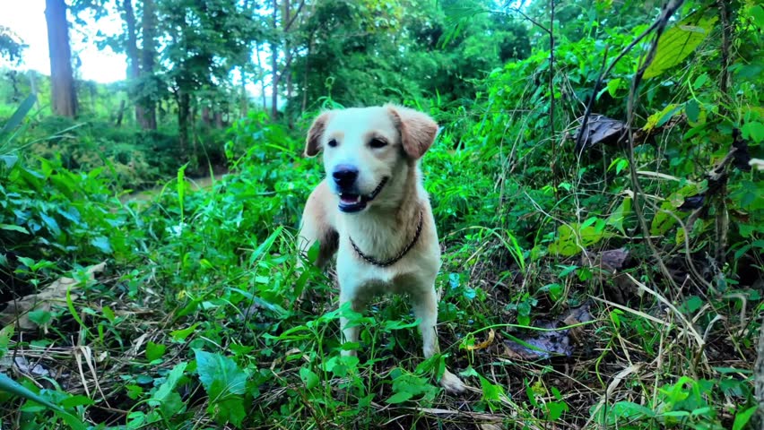 K footage of a small gray dog standing on a natural rural road, surrounded by greenery and peaceful outdoor scenery. The candid moment highlights cuteness, simplicity, and the charm of animals in natu