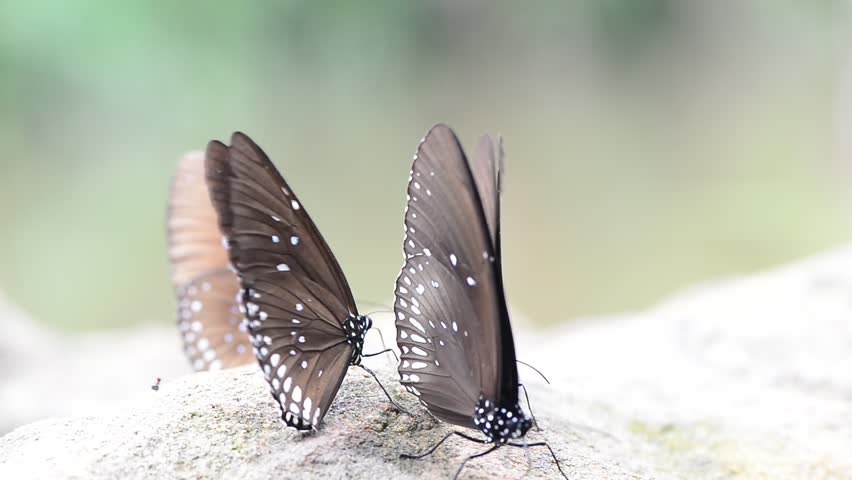 Group of colorful butterfly on the ground and flying in nature forest.
