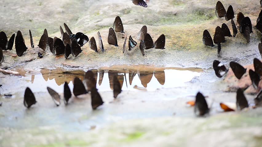 Group of colorful butterfly on the ground and flying in nature forest.
