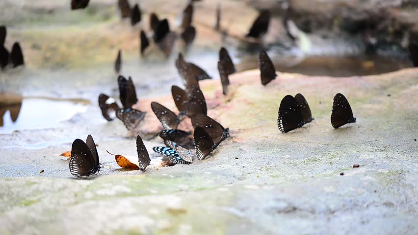 Group of colorful butterfly on the ground and flying in nature forest.

