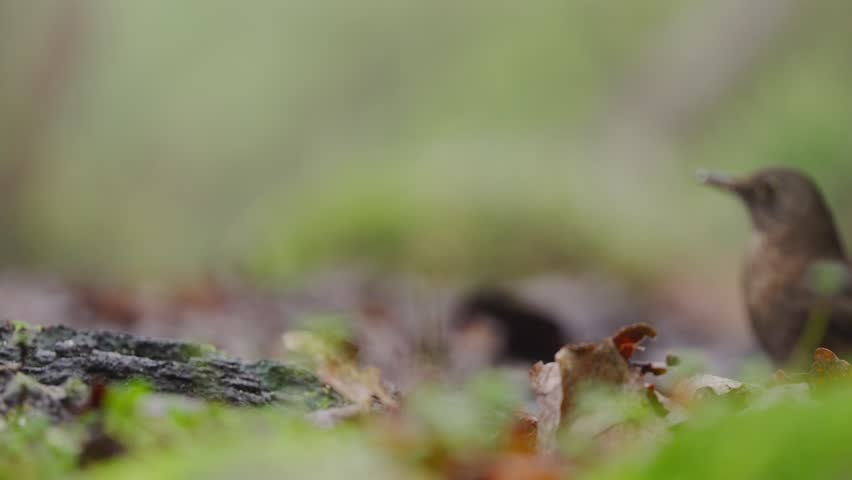 Common blackbird Turdus merula foraging on ground, forest floor in soft natural light