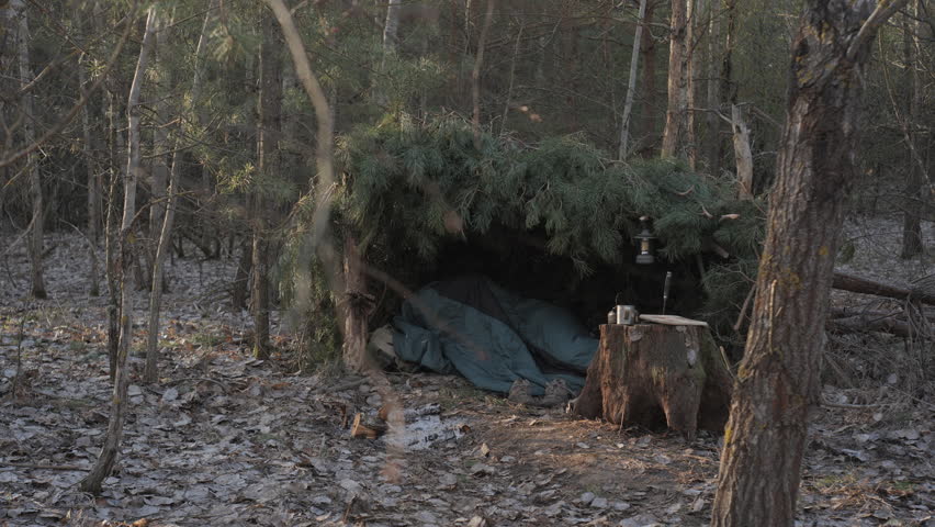 Man Wakes Up in Pine Branch Shelter in the Forest, Survivor waking up inside handmade pine shelter in peaceful forest morning light