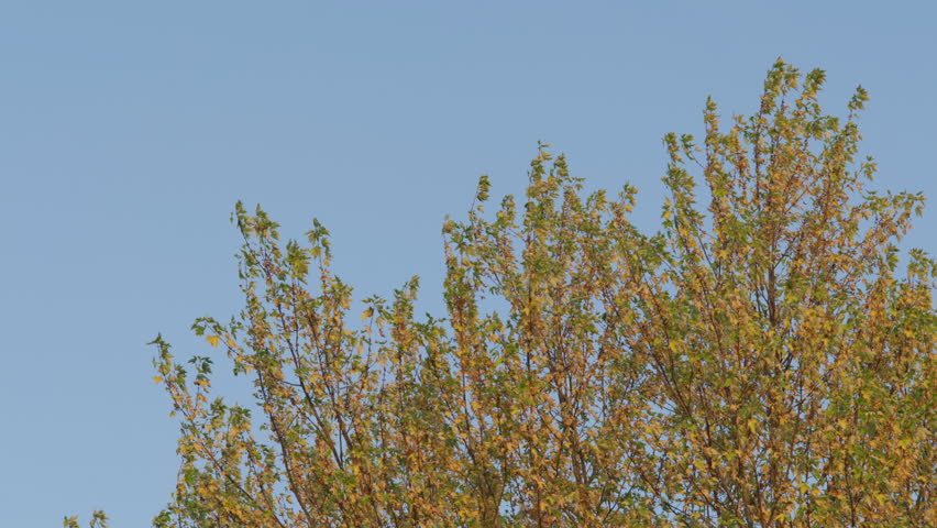 Bright green leaves starting to turn yellow and orange signal the arrival of autumn. The clear blue sky adds to the peaceful atmosphere in a serene park setting.